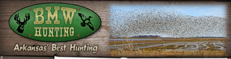 Arkansas duck hunts