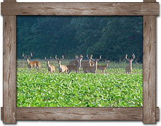 Arkansas hunting season dates